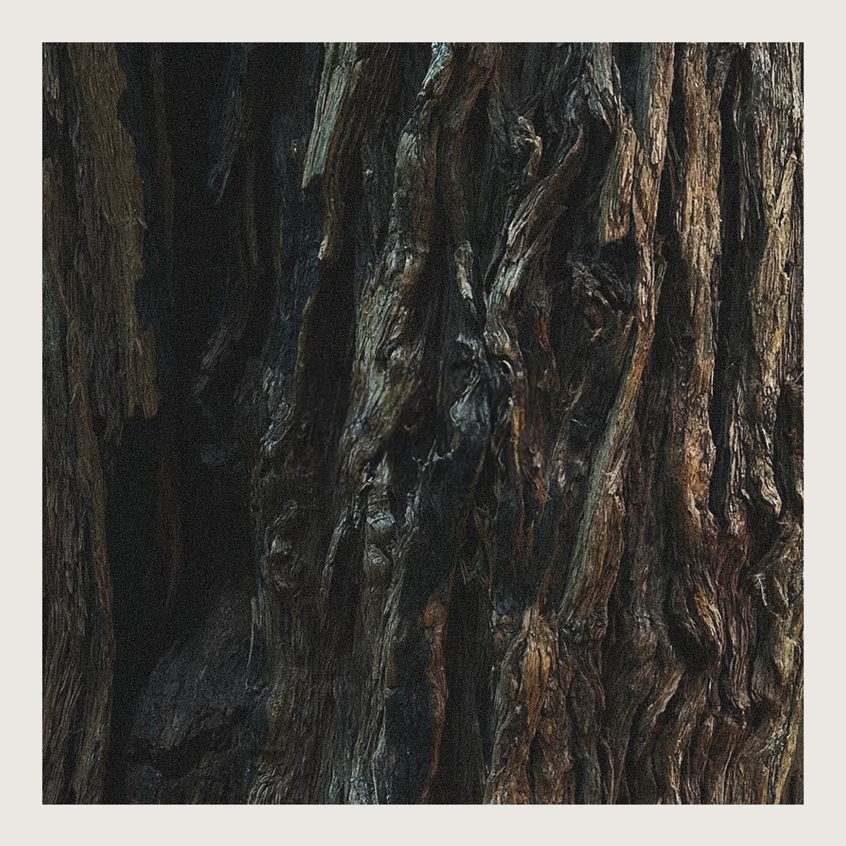 Muir Candle
